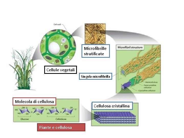 Microfibrille stratificate Cellule vegetali Singola microfibrilla Molecola di cellulosa Piante e cellulosa Cellulosa cristallina Microfibrille stratificate Cellule vegetali Singola microfibrilla Molecola di cellulosa Piante e cellulosa Cellulosa cristallina