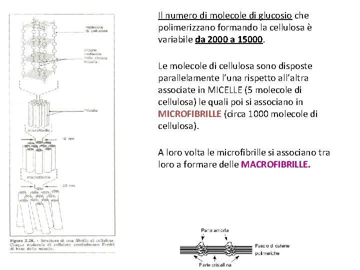 Il numero di molecole di glucosio che polimerizzano formando la cellulosa è variabile da Il numero di molecole di glucosio che polimerizzano formando la cellulosa è variabile da