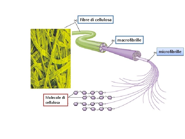Fibre di cellulosa macrofibrille microfibrille Molecole di cellulosa 