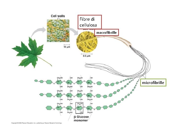 Fibre di cellulosa macrofibrille microfibrille 