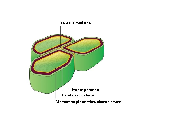 Lamella mediana Parete primaria Parete secondaria Membrana plasmatica/plasmalemma Lamella mediana Parete primaria Parete secondaria Membrana plasmatica/plasmalemma