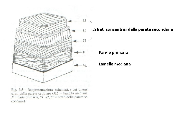 Strati concentrici della parete secondaria Parete primaria Lamella mediana Strati concentrici della parete secondaria Parete primaria Lamella mediana