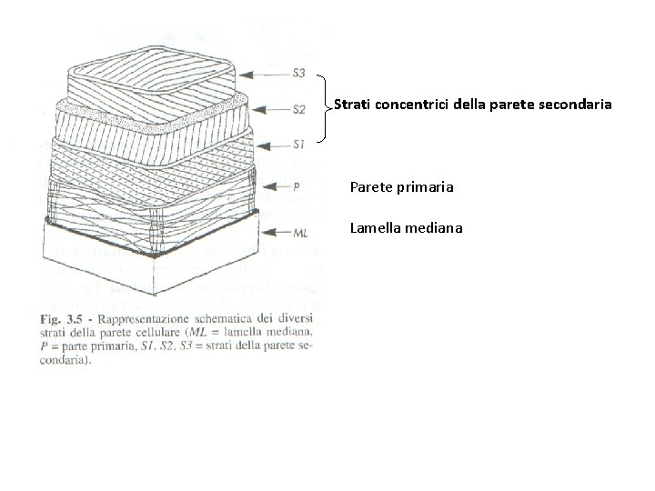 Strati concentrici della parete secondaria Parete primaria Lamella mediana 