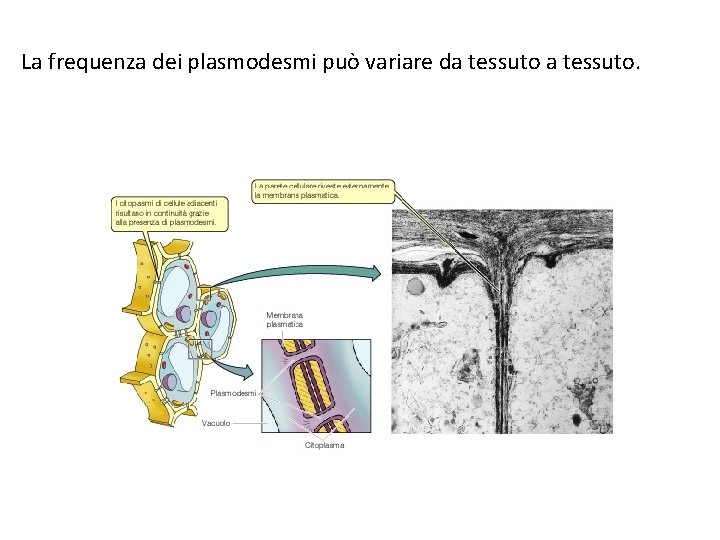 La frequenza dei plasmodesmi può variare da tessuto. 