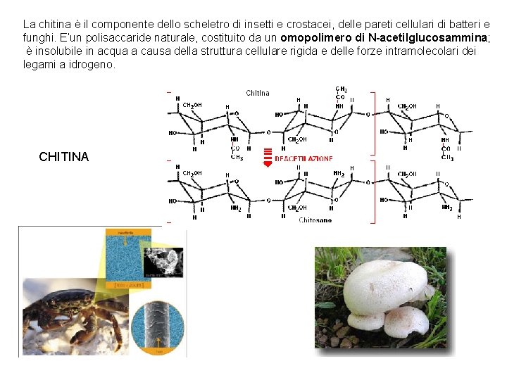 La chitina è il componente dello scheletro di insetti e crostacei, delle pareti cellulari La chitina è il componente dello scheletro di insetti e crostacei, delle pareti cellulari