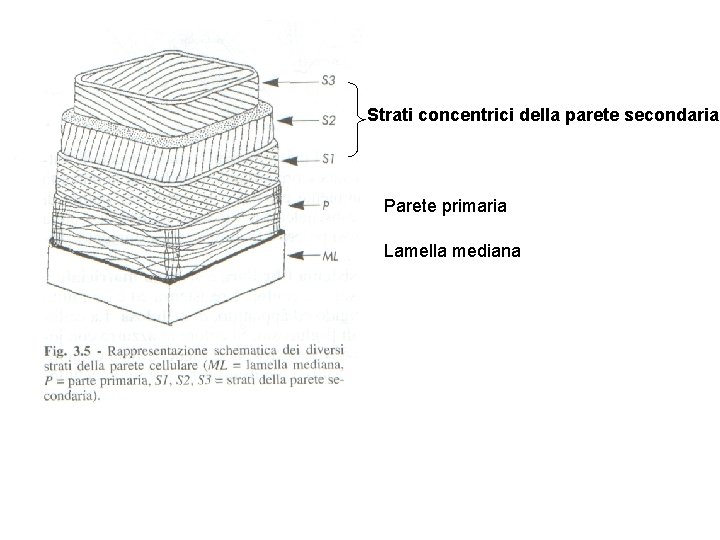 Strati concentrici della parete secondaria Parete primaria Lamella mediana Strati concentrici della parete secondaria Parete primaria Lamella mediana