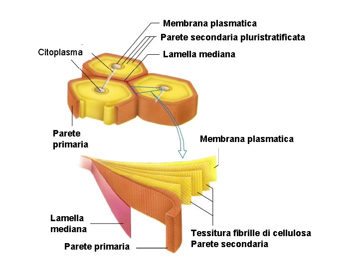 Membrana plasmatica Parete secondaria pluristratificata Citoplasma Parete primaria Lamella mediana Membrana plasmatica Tessitura fibrille