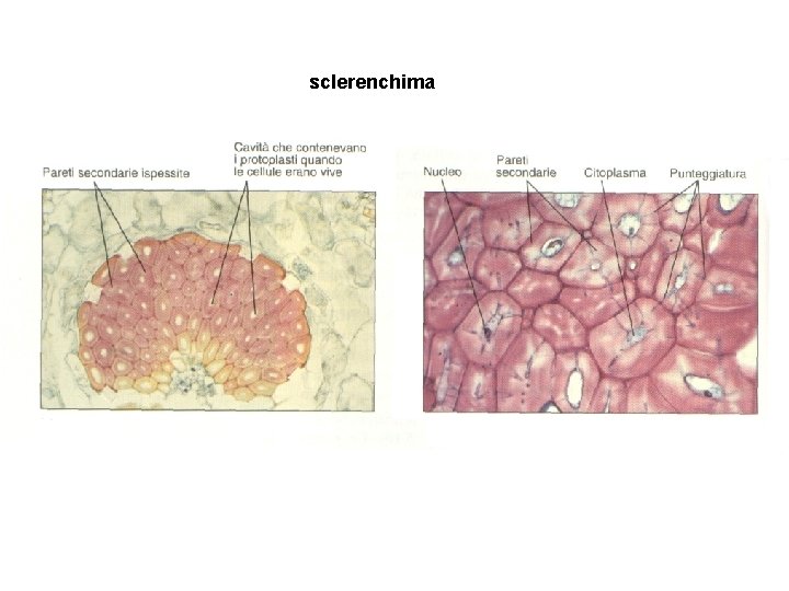 sclerenchima sclerenchima