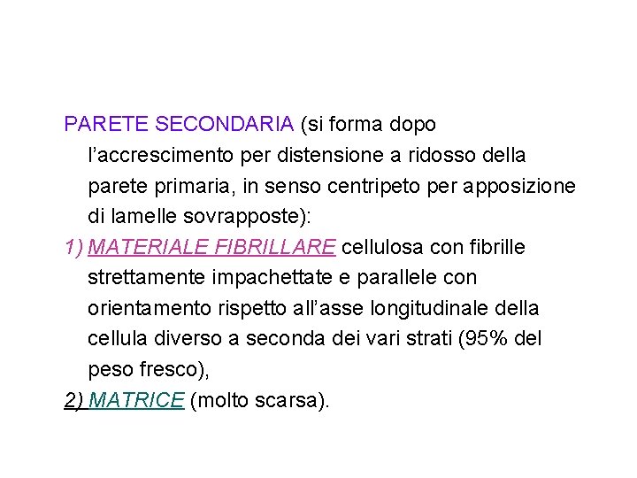 PARETE SECONDARIA (si forma dopo l’accrescimento per distensione a ridosso della parete primaria, in PARETE SECONDARIA (si forma dopo l’accrescimento per distensione a ridosso della parete primaria, in