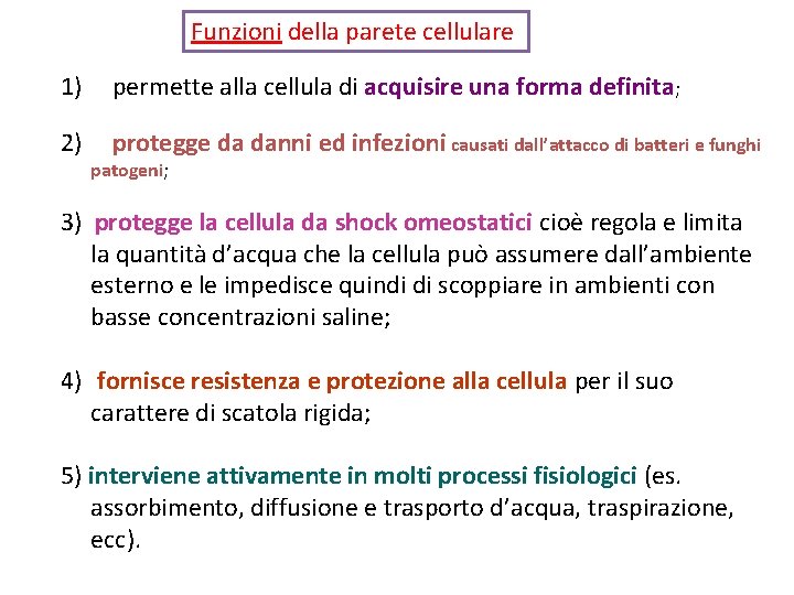 Funzioni della parete cellulare 1) permette alla cellula di acquisire una forma definita; 2)