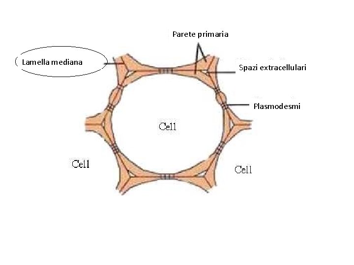 Parete primaria Lamella mediana Spazi extracellulari Plasmodesmi 