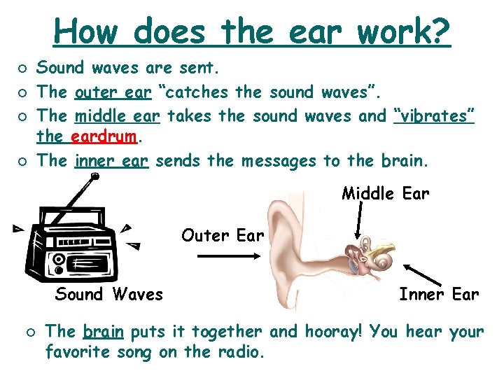 How does the ear work? ¡ ¡ Sound waves are sent. The outer ear