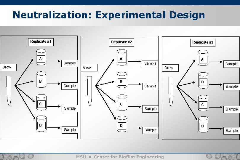 Neutralization: Experimental Design Replicate #1 Replicate #2 A A Sample Grow B Replicate #3