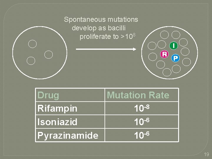 Spontaneous mutations develop as bacilli proliferate to >108 Drug Mutation Rate Rifampin 10 -8