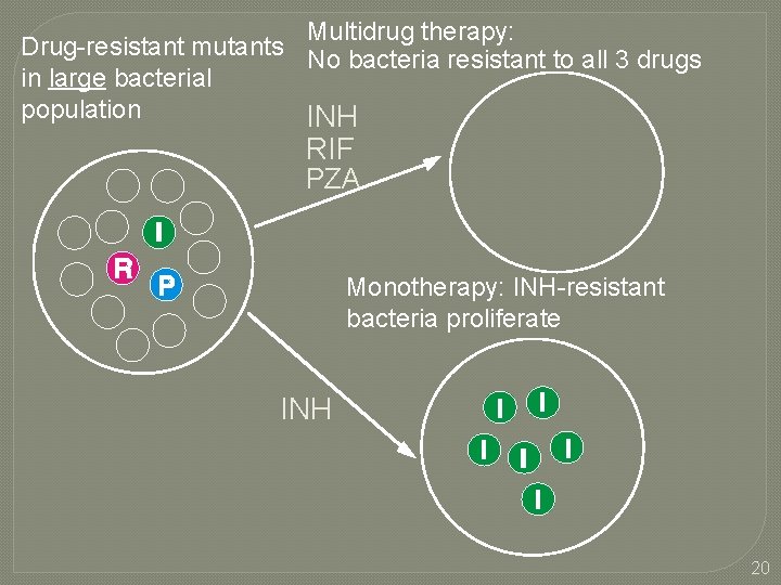 Multidrug therapy: Drug-resistant mutants No bacteria resistant to all 3 drugs in large bacterial