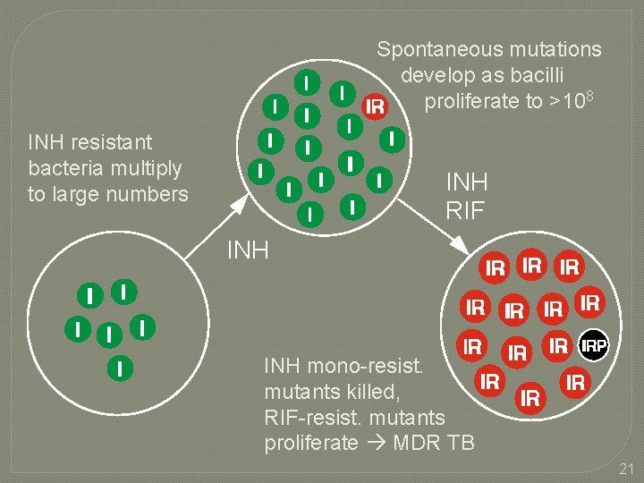 Spontaneous mutations develop as bacilli proliferate to >108 INH resistant bacteria multiply to large