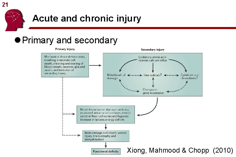 21 Acute and chronic injury l Primary and secondary Xiong, Mahmood & Chopp (2010)