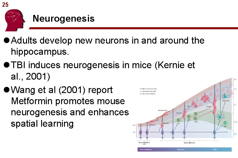 25 Neurogenesis l Adults develop new neurons in and around the hippocampus. l TBI