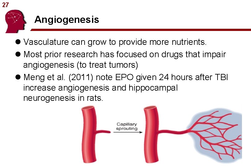 27 Angiogenesis l Vasculature can grow to provide more nutrients. l Most prior research