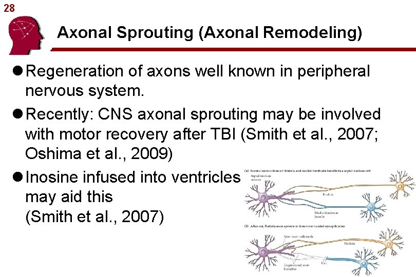 28 Axonal Sprouting (Axonal Remodeling) l Regeneration of axons well known in peripheral nervous