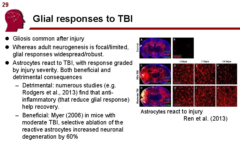 29 Glial responses to TBI l Gliosis common after injury l Whereas adult neurogenesis