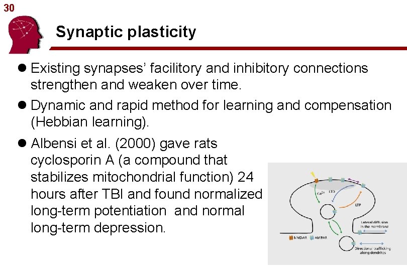 30 Synaptic plasticity l Existing synapses’ facilitory and inhibitory connections strengthen and weaken over