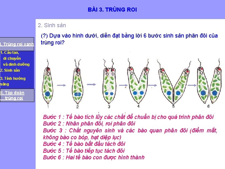 BÀI 3. TRÙNG ROI 2. Sinh sản I. Trùng roi xanh (? ) Dựa