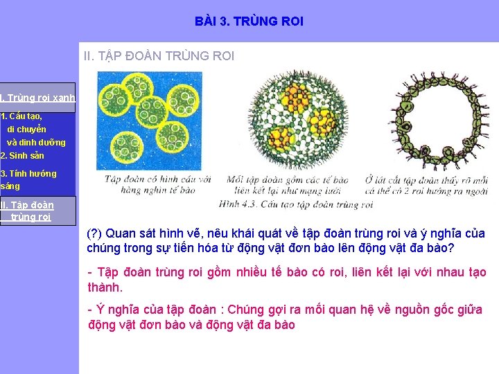 BÀI 3. TRÙNG ROI II. TẬP ĐOÀN TRÙNG ROI I. Trùng roi xanh 1.