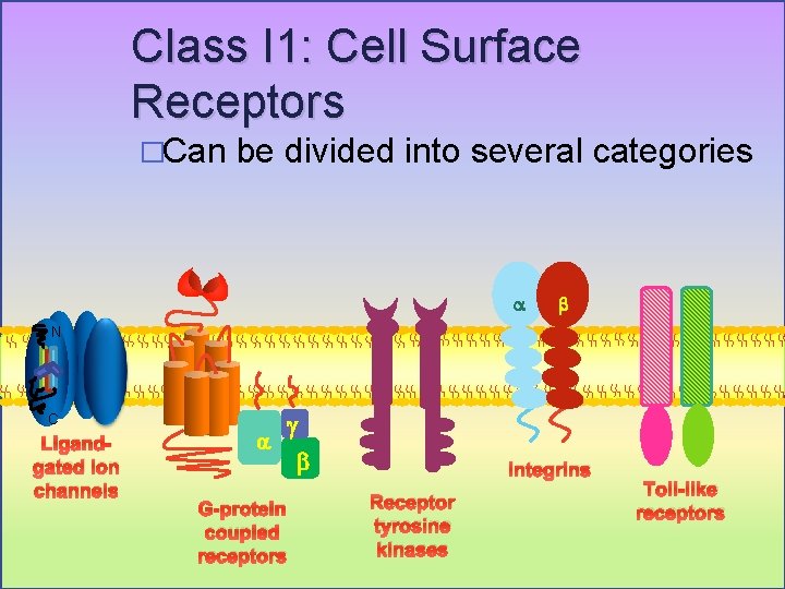 Class I 1: Cell Surface Receptors �Can be divided into several categories a b