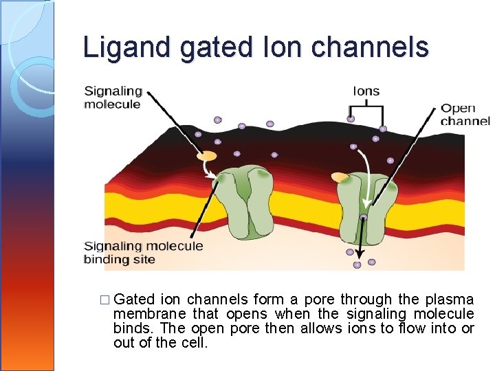 Ligand gated Ion channels � Gated ion channels form a pore through the plasma