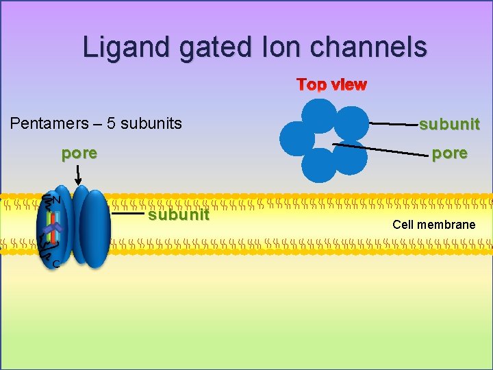 Ligand gated Ion channels Pentamers – 5 subunits subunit pore subunit Cell membrane 