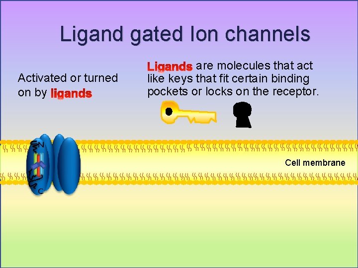Ligand gated Ion channels Activated or turned on by are molecules that act like