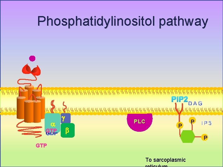 Phosphatidylinositol pathway PIP 2 a GTP g PLC b P P P GTP To