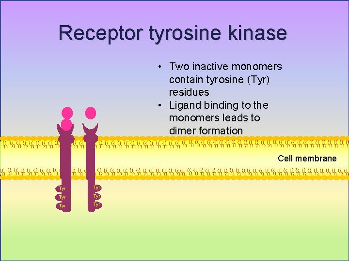 Receptor tyrosine kinase • Two inactive monomers contain tyrosine (Tyr) residues • Ligand binding