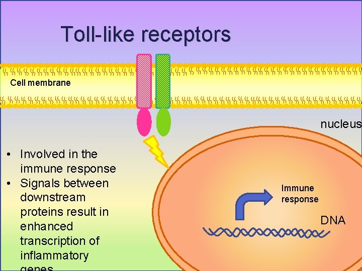Toll-like receptors Cell membrane nucleus • Involved in the immune response • Signals between