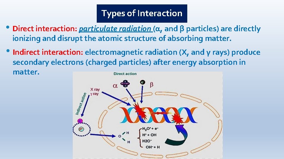 Types of Interaction • Direct interaction: particulate radiation (α, and β particles) are directly