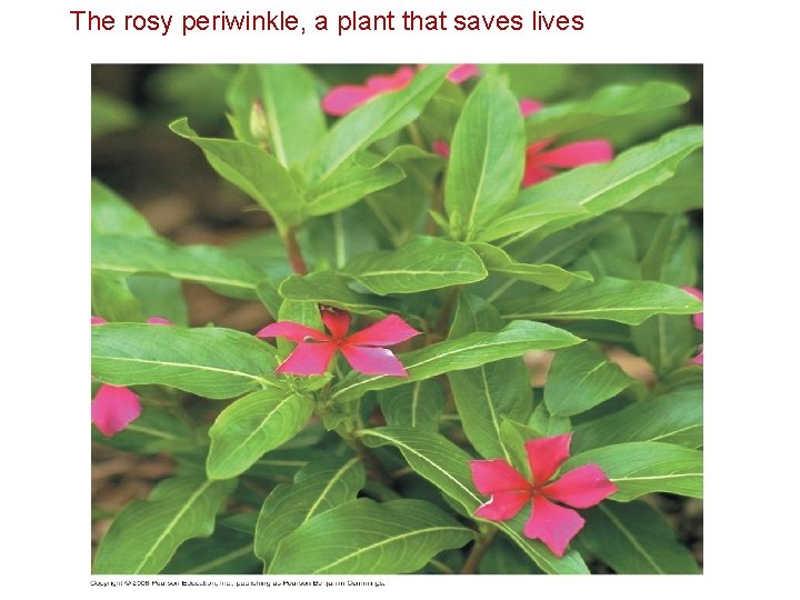 The rosy periwinkle, a plant that saves lives 
