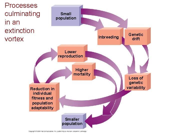 Processes culminating in an extinction vortex Small population Inbreeding Genetic drift Lower reproduction Higher