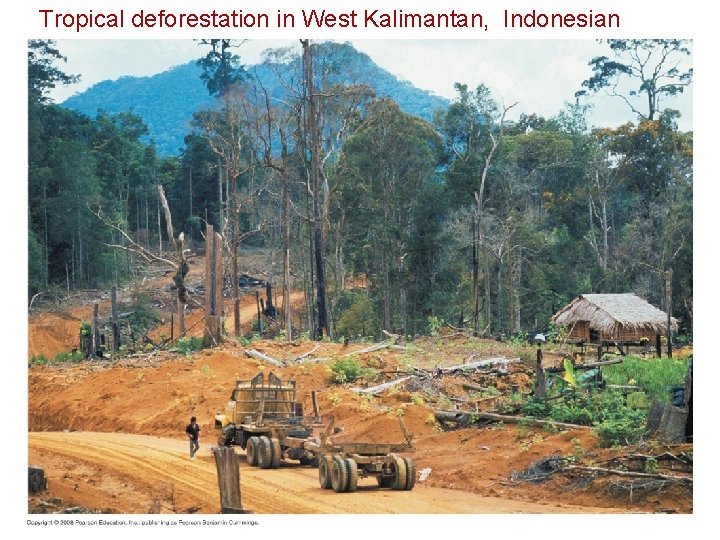 Tropical deforestation in West Kalimantan, Indonesian 