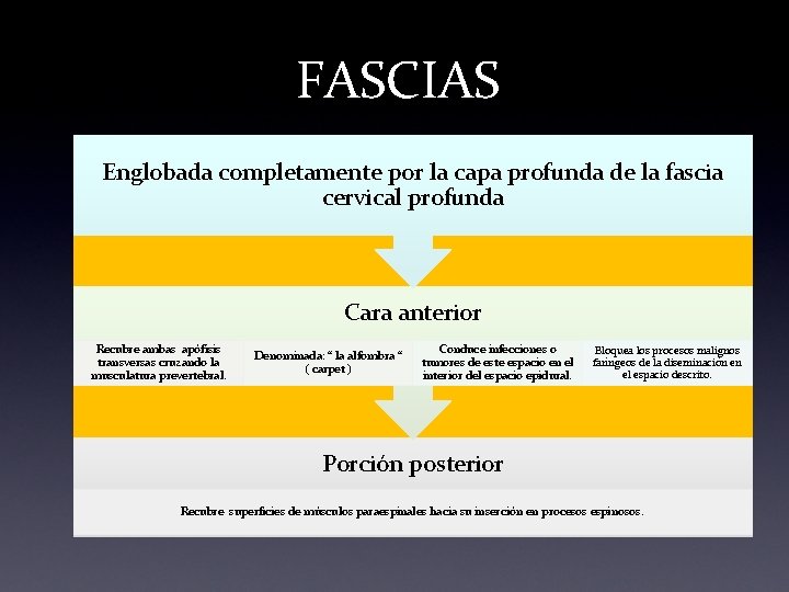 FASCIAS Englobada completamente por la capa profunda de la fascia cervical profunda Cara anterior