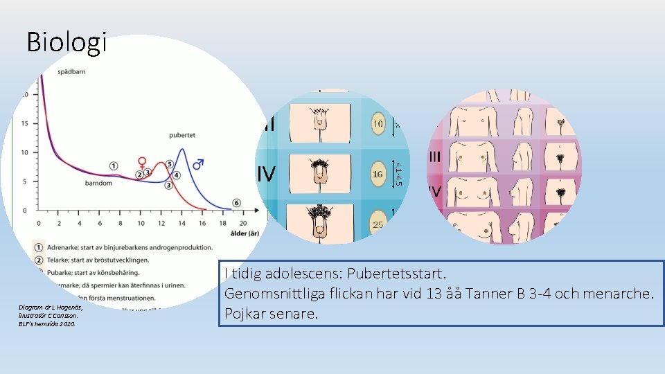Biologi Diagram dr L Hagenäs, illustratör C Carlsson. BLF’s hemsida 2020. I tidig adolescens: