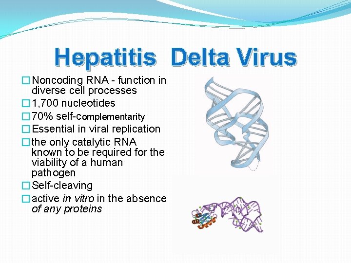 Hepatitis Delta Virus �Noncoding RNA - function in diverse cell processes � 1, 700