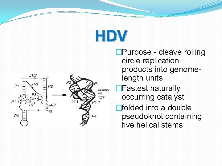 HDV �Purpose - cleave rolling circle replication products into genomelength units �Fastest naturally occurring