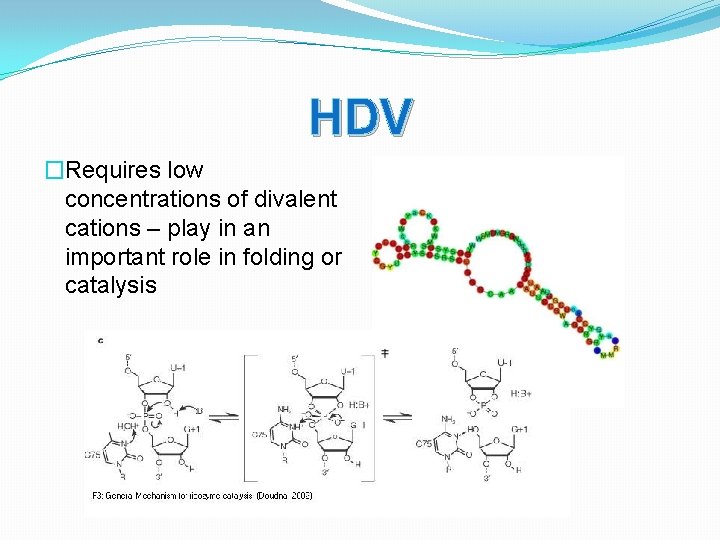 HDV �Requires low concentrations of divalent cations – play in an important role in