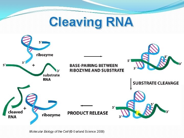 Cleaving RNA Molecular Biology of the Cell (© Garland Science 2008) 