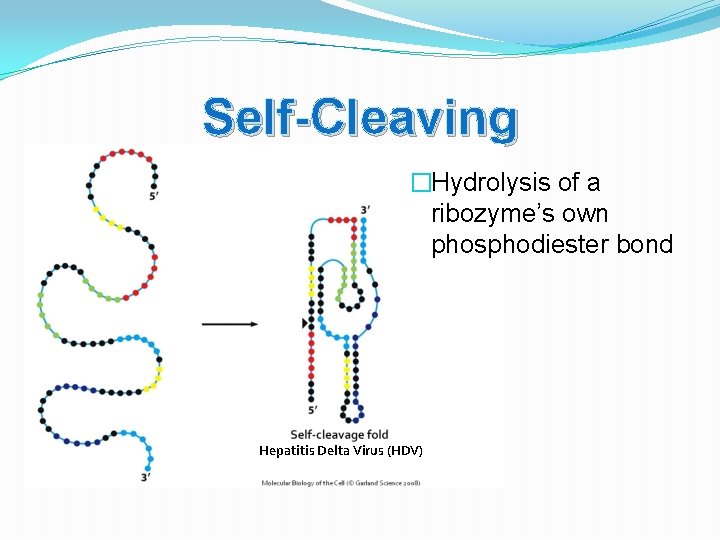 Self-Cleaving �Hydrolysis of a ribozyme’s own phosphodiester bond Hepatitis Delta Virus (HDV) 