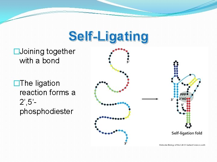 Self-Ligating �Joining together with a bond �The ligation reaction forms a 2’, 5’phosphodiester 