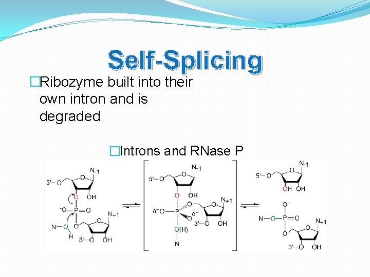 Self-Splicing �Ribozyme built into their own intron and is degraded �Introns and RNase P