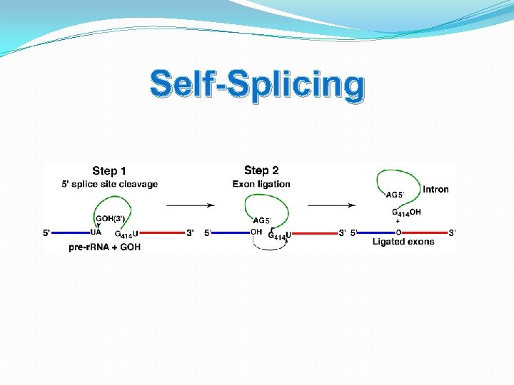 Self-Splicing 