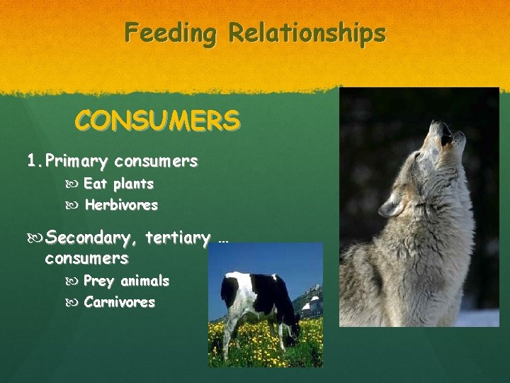 Feeding Relationships CONSUMERS 1. Primary consumers Eat plants Herbivores Secondary, tertiary … consumers Prey